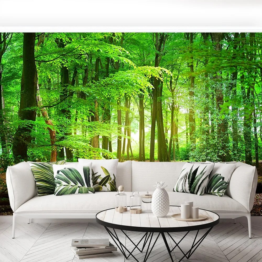Fototapet Spring Forest