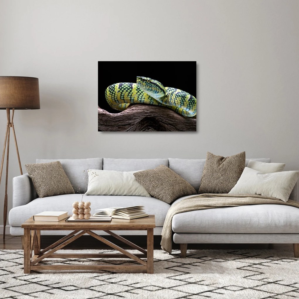 Tablou pe sticlă - Șarpele cu clopoței al lui Wagler (70x50 cm)