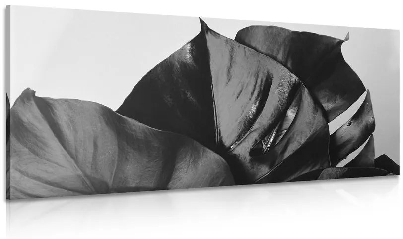 Tablou frunză de Philodendron alb-negru