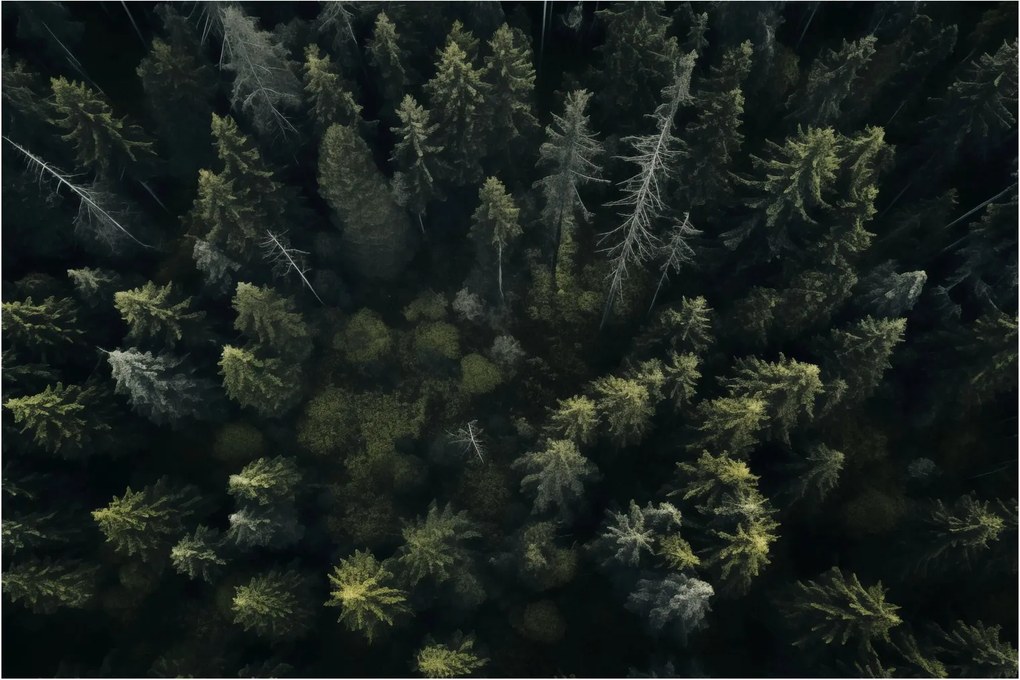 Tablou - Pădure (90x60 cm)