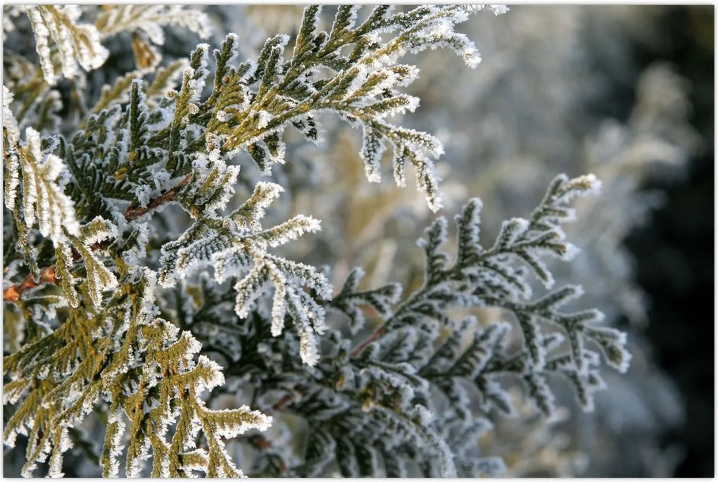 Tablou - Detaliu ramură (90x60 cm)