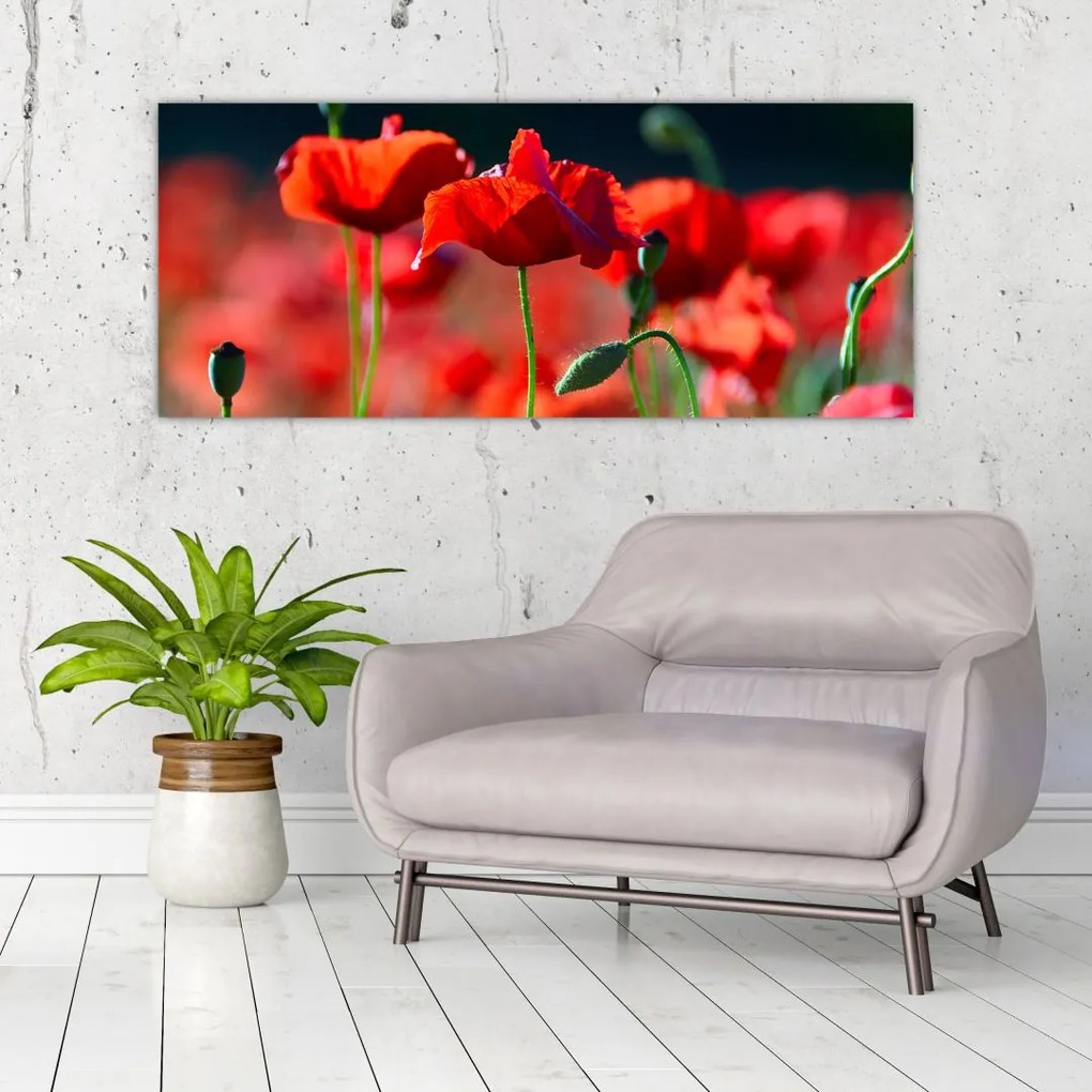 Tablou - flori de maci (120x50 cm)
