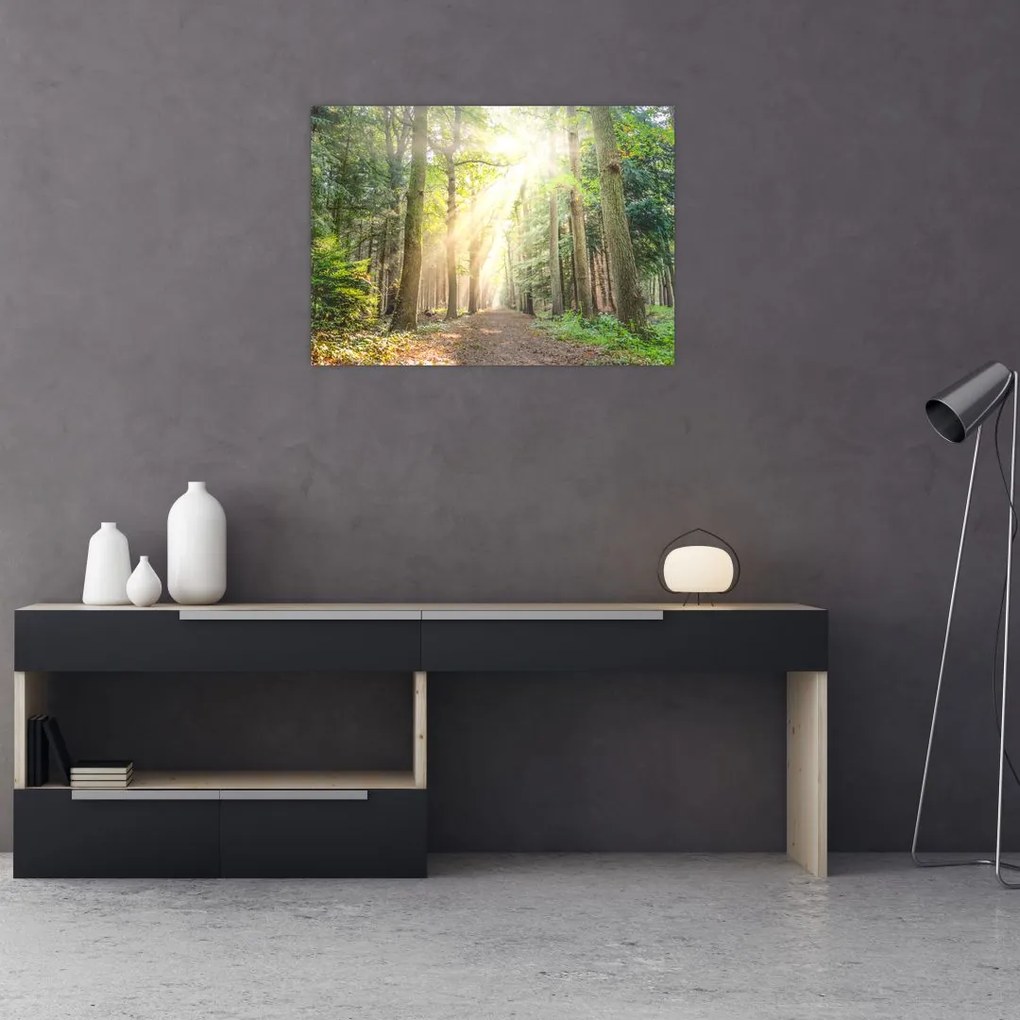 Tablou pe sticlă - Poteci în pădure (70x50 cm)