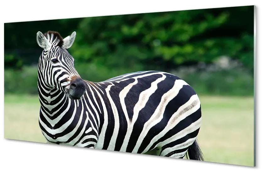 Panouri de sticlă caseta Zebra