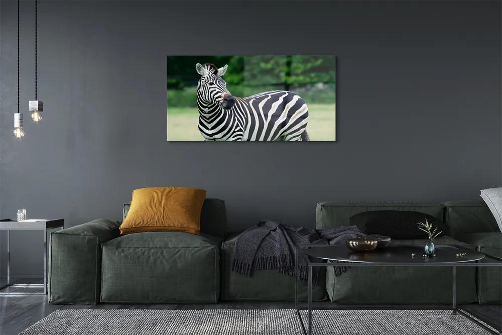 Tablouri acrilice caseta Zebra