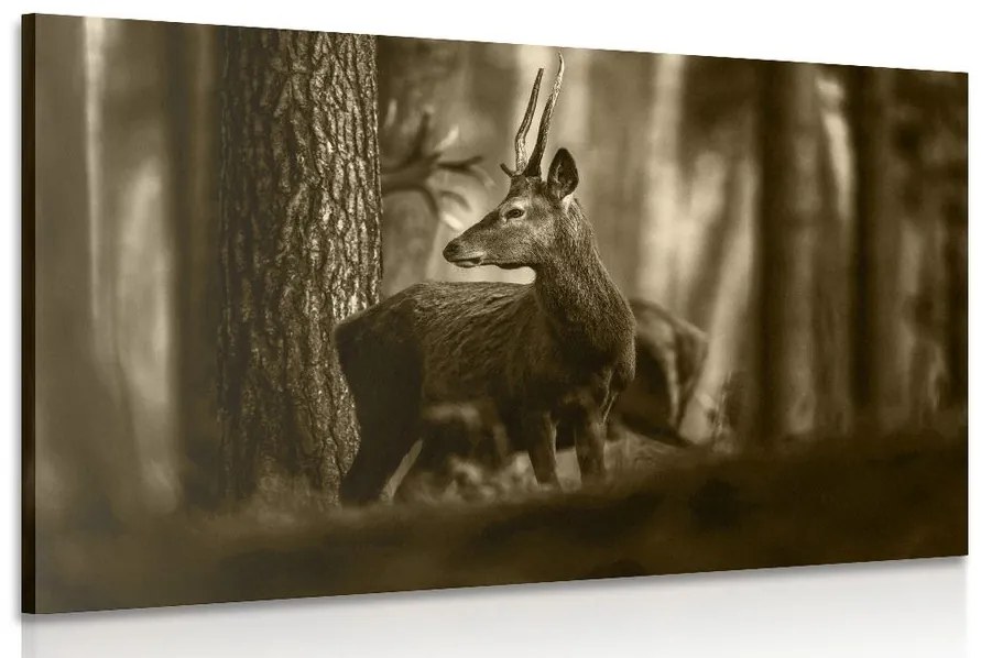 Tablou cerbul în pădure de pini în sepia