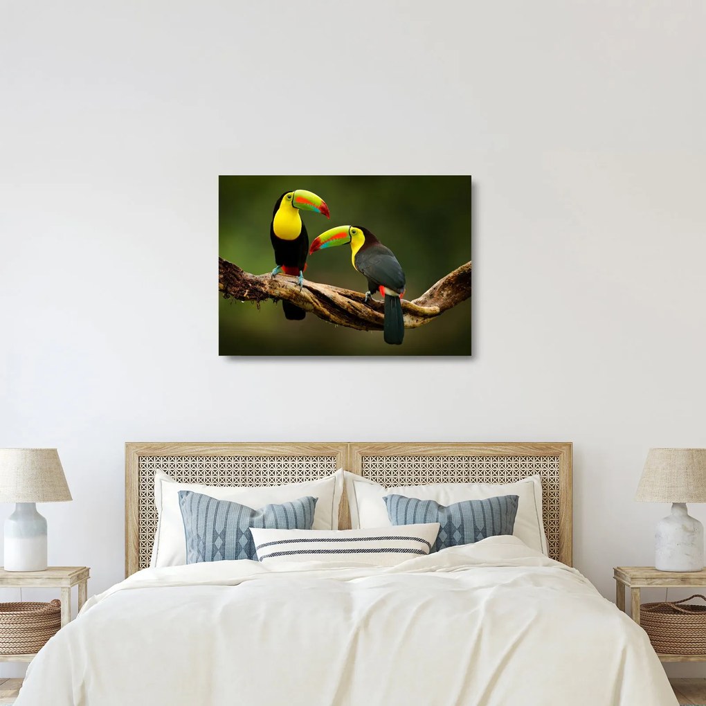 Tablou pe sticlă tucani sezând , Costa Rica (70x50 cm)