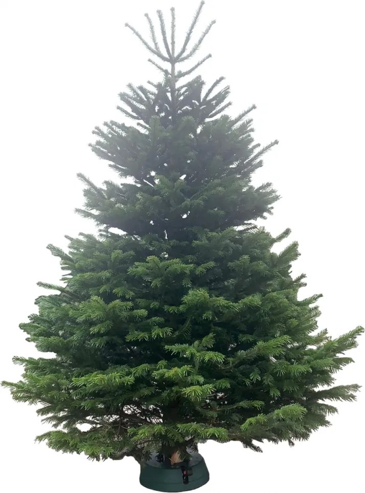 Brad natural de Craciun nordmann TOP PREMIUM 250-300 cm