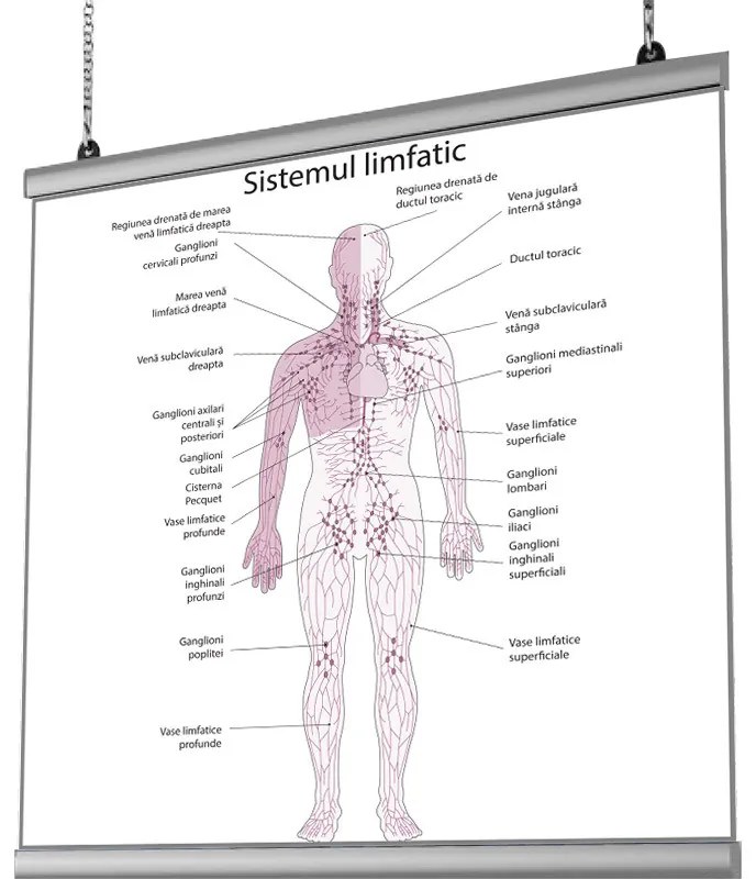 Plansa Sistemul Limfatic cu sistem de prindere