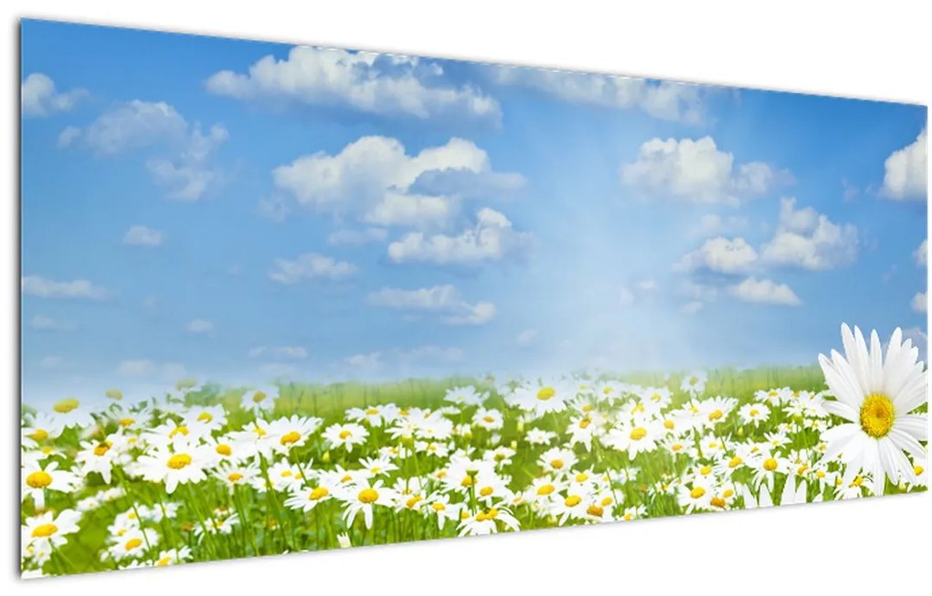 Tablou cu luncă înflorită cu margarete (120x50 cm)
