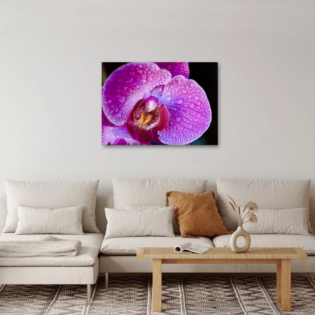 Tablou detailat cu floare de orhidee (70x50 cm)