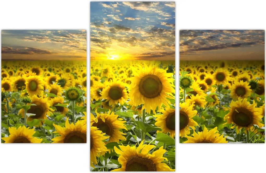 Tablou - Floarea-soarelui la apus de soare (90x60 cm)