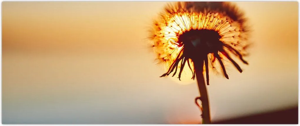 Tablou - Păpădie la apus de soare (120x50 cm)