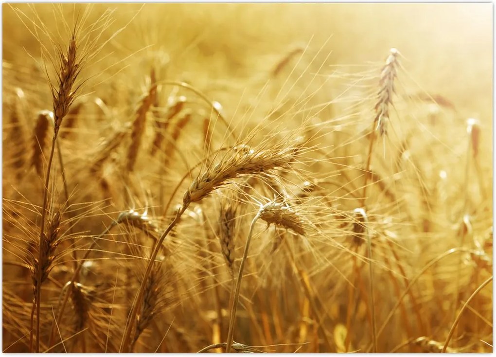 Tablou - Spice de cereale (70x50 cm)