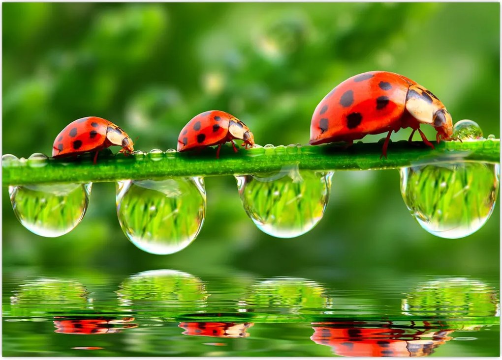 Tablou - Soarele celor șapte sori (70x50 cm)