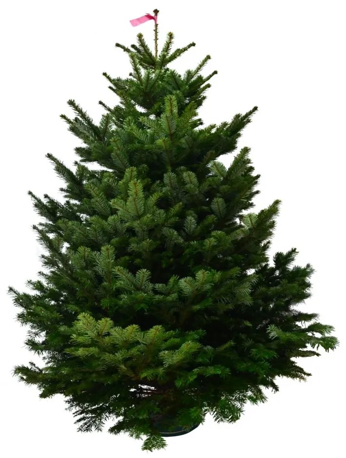 Brad natural de Craciun Nordmann Top Quality Special Edition 175-200 cm