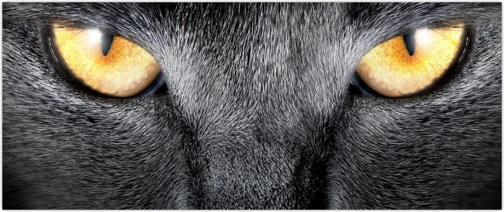 Tablou - Close up portret de o pisică (120x50 cm)