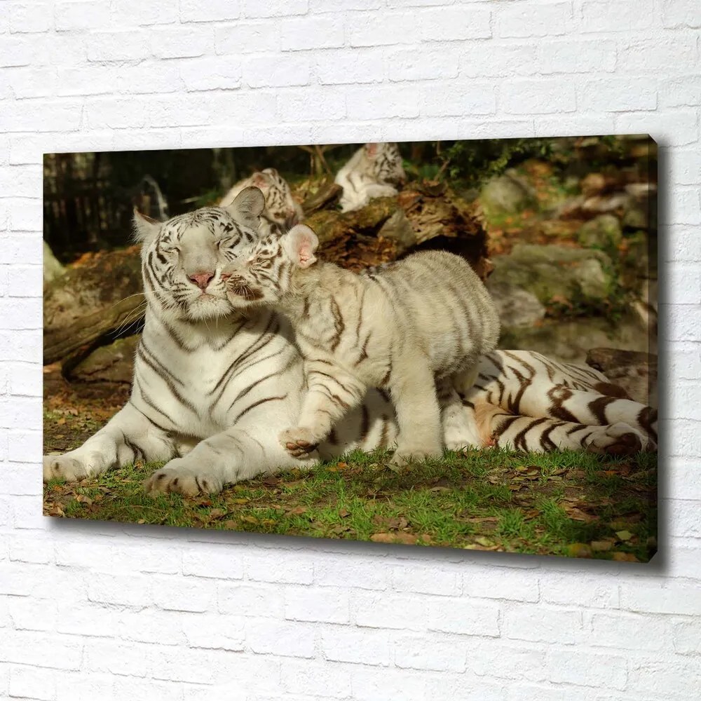 Imprimare tablou canvas Tigers