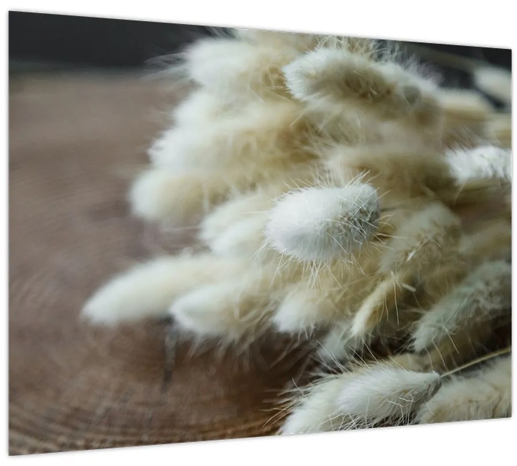 Tablou - Coadă de iepure (70x50 cm)