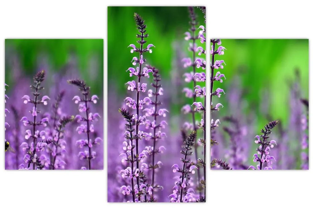 Tablou cu flori de luncă violete (90x60 cm)