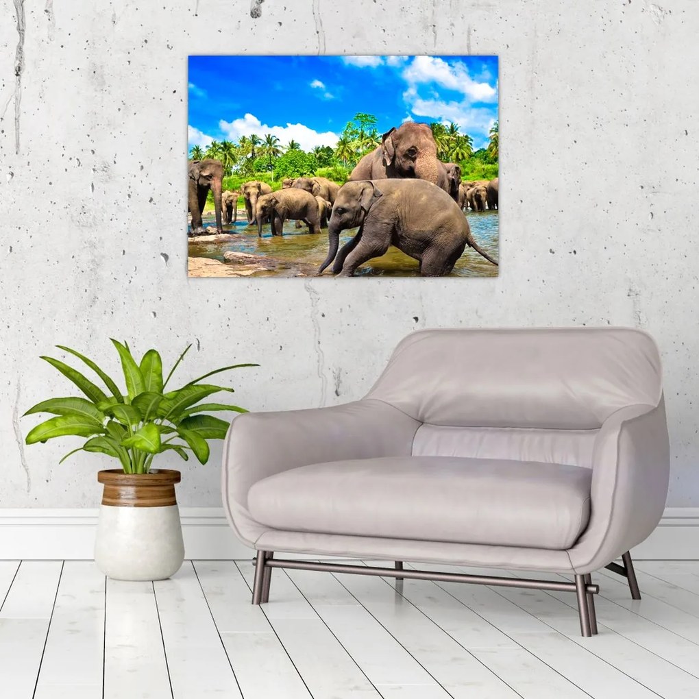 Tablou - Elefanți, Sri Lanka (70x50 cm)