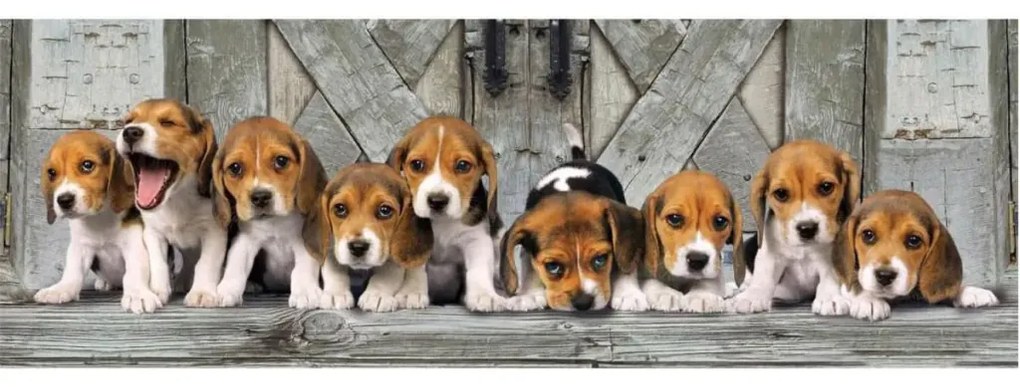 Câine Beagles Puzzle panoramic Clementoni de 1000 de piese