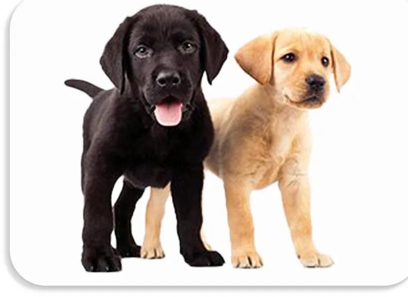 Suport de masa pentru copii 56x37 cm DOGS & CATS Varianta: Pawli