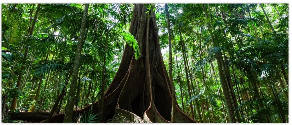 Tablou - Rădăcinile copacului (120x50 cm)