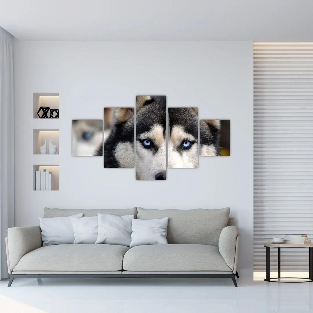 Tablou cu câinele husky (125x70 cm), în 40 de alte dimensiuni noi