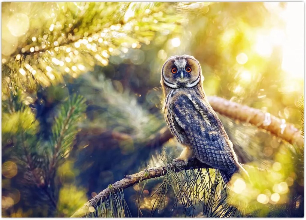 Tablou - Bufniță în copac (70x50 cm)