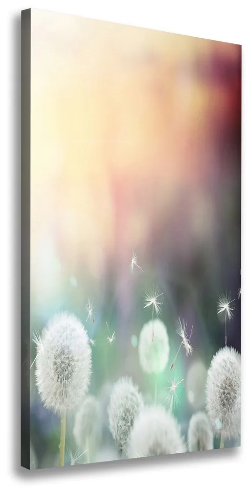 Print pe canvas Păpădia