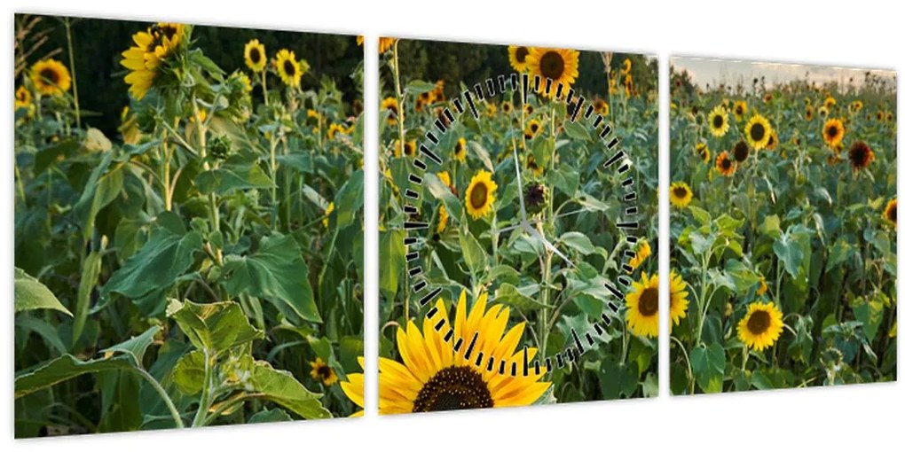 Tablou - Câmpul de floarea-soarelui II. (cu ceas) (90x30 cm)