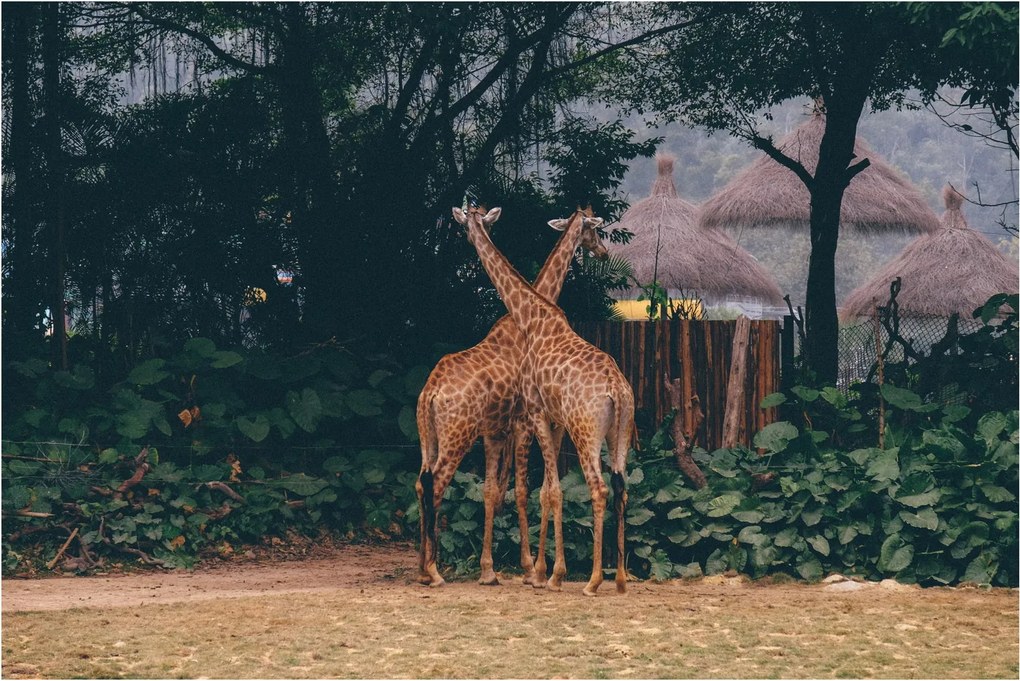 Tablou cu două girafe (90x60 cm)