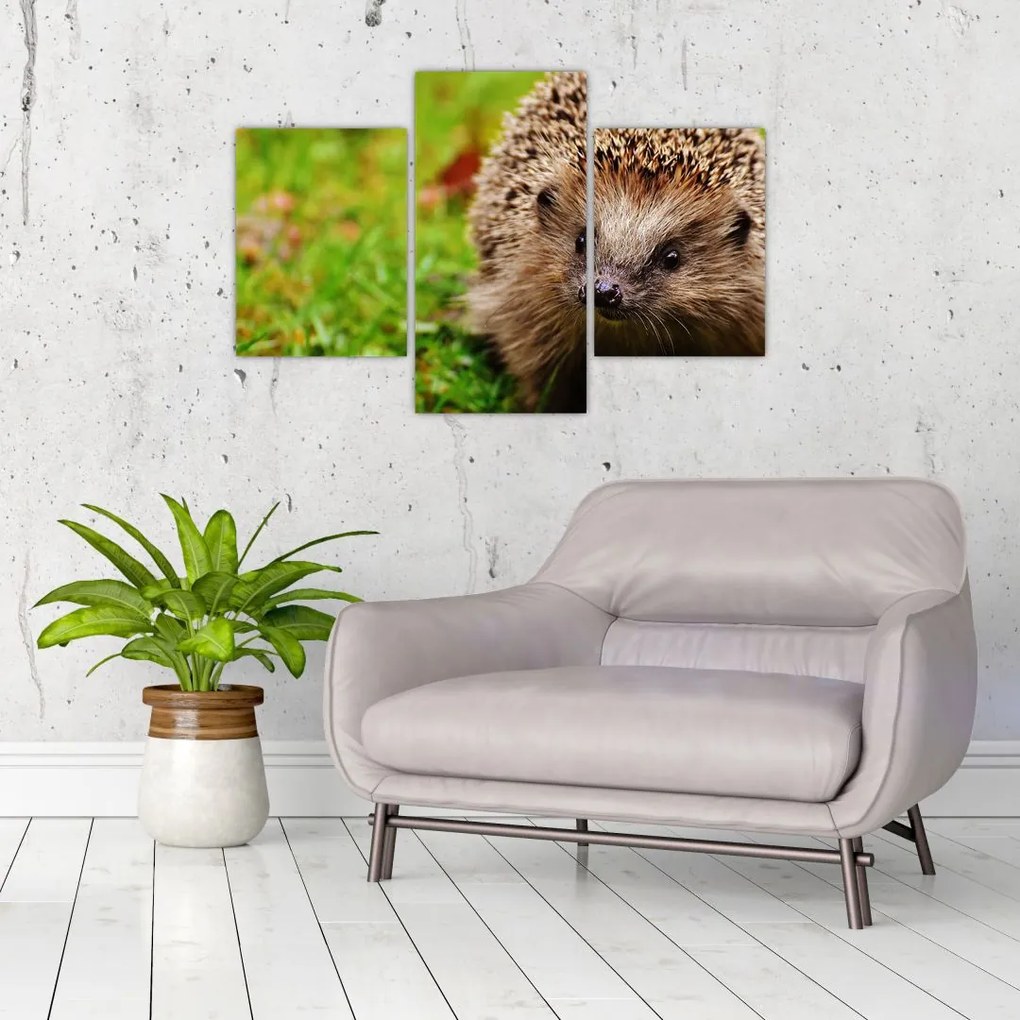 Tablou cu arici (90x60 cm)