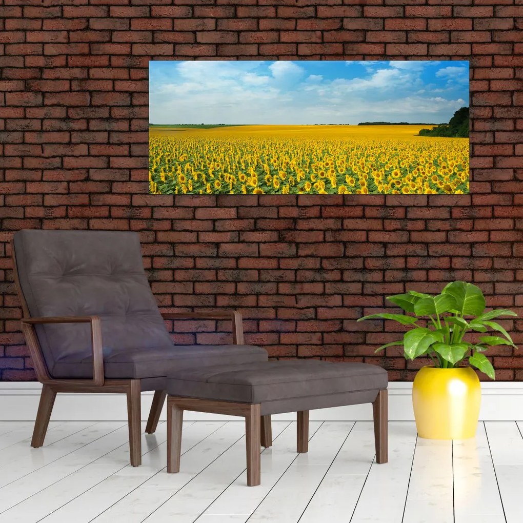 Tablou - câmp cu floarea soarelui (120x50 cm)