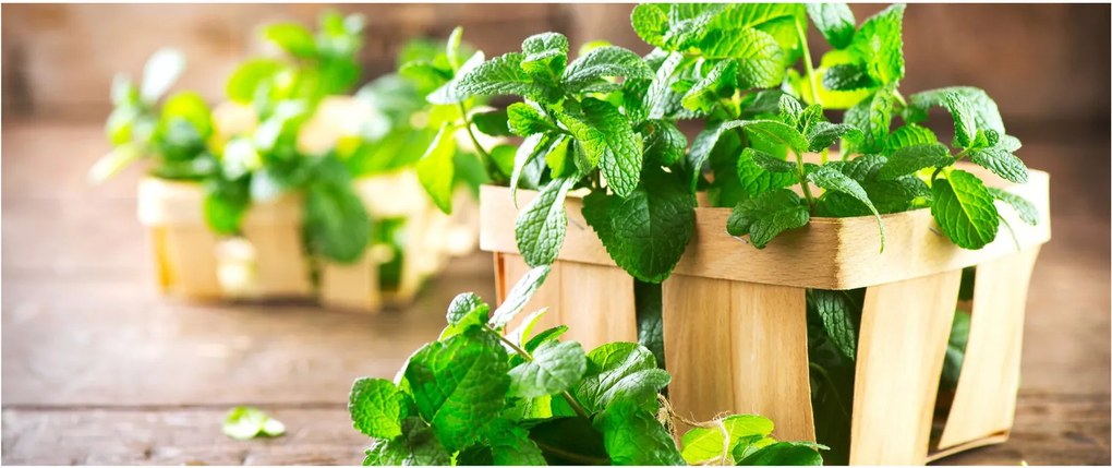 Tablou cu menta proaspătă (120x50 cm)