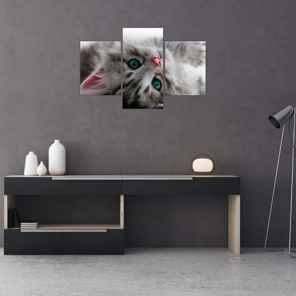 Tablou - Pisica cu ochi verzi (90x60 cm)
