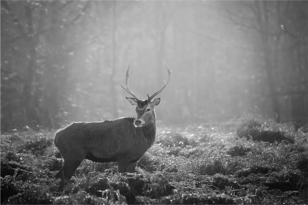 Tablou - Căprioare in pădure,alb-negru (90x60 cm)