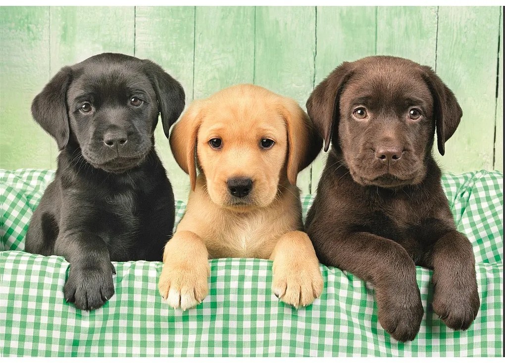 Animale Three Labs Puzzle cu câini 1000 de piese Clementoni
