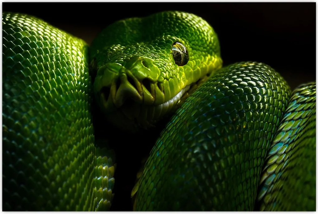 Tablou - Șarpele verde (90x60 cm)