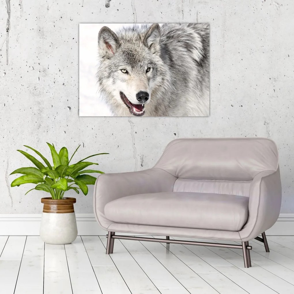 Tablou - Lupul în natură (70x50 cm)