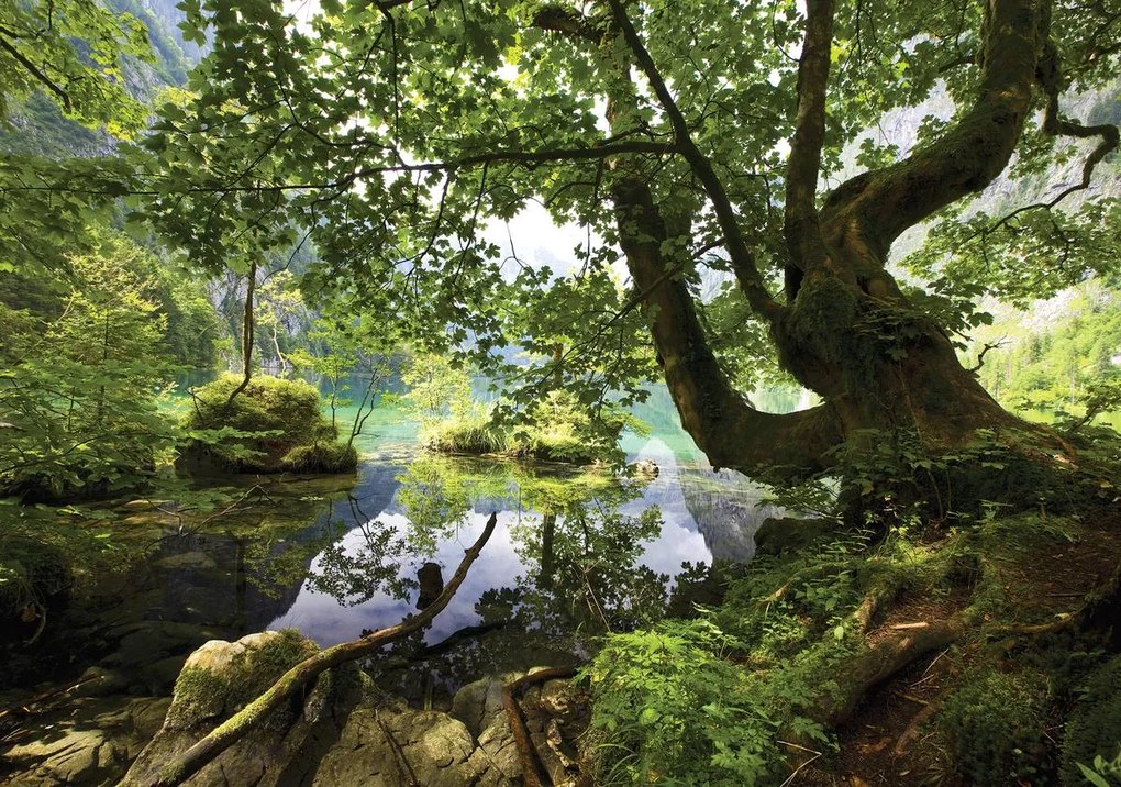 Fototapet - Păscărie ascunsă în pădure (254x184 cm)