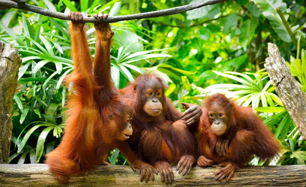 Fototapet - Orangutanii în junglă (254x184 cm)