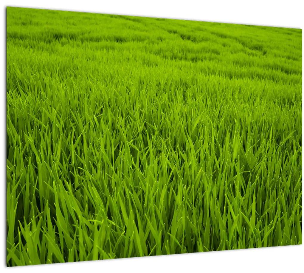 Tablou cu iaraba (70x50 cm), în 40 de alte dimensiuni noi