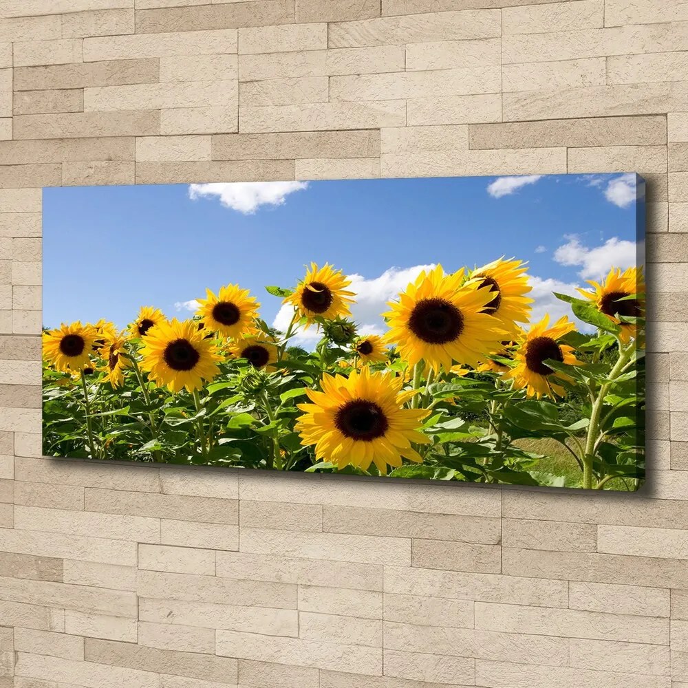 Pictură pe pânză Floarea soarelui