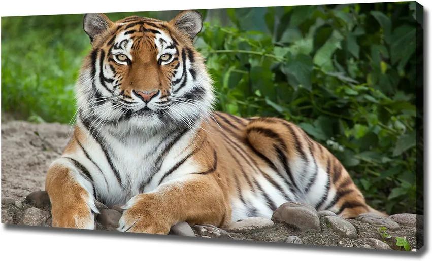 Tablou pe pânză canvas Tigru siberian