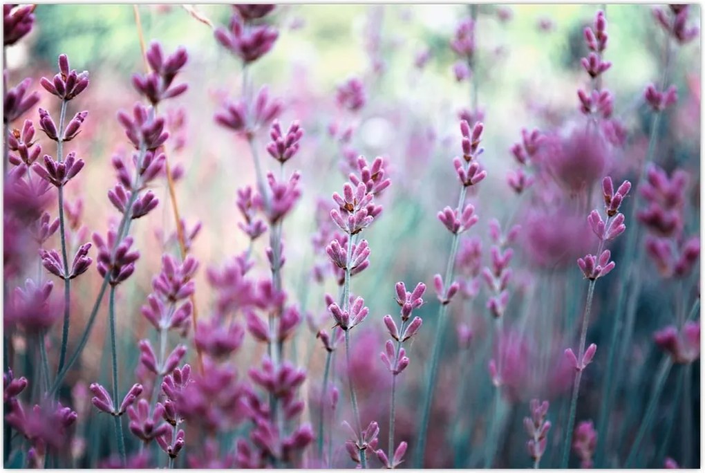 Tablou - Lavandă (90x60 cm)