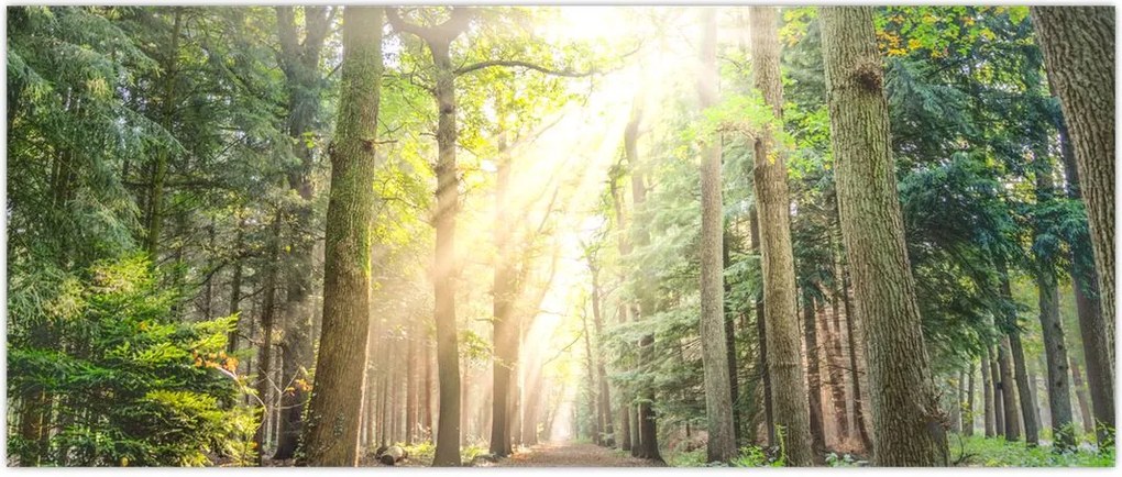 Tablou - Poteci în pădure (120x50 cm)