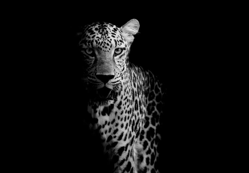 Fototapet - Portret de leopard (147x102 cm)