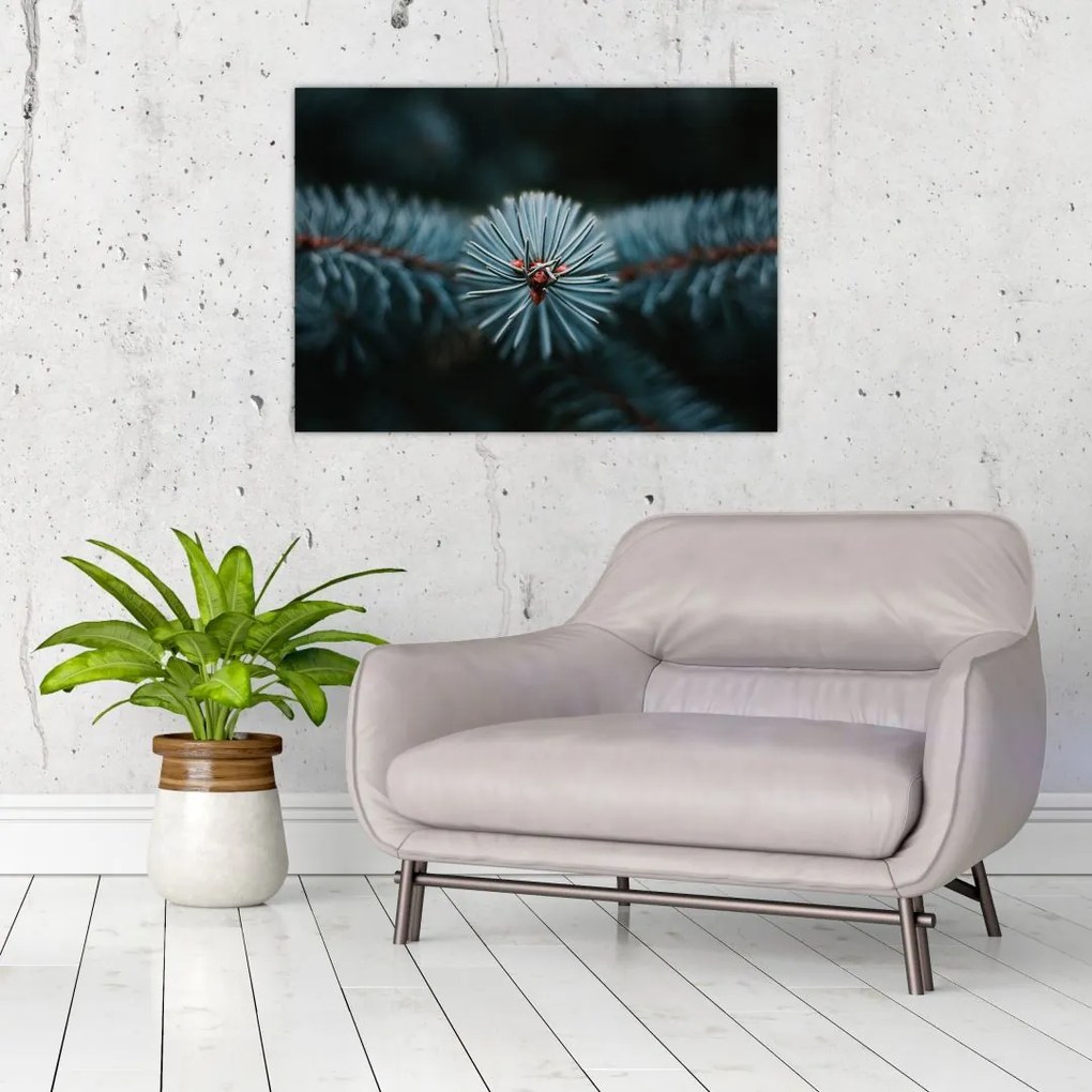 Tablou pe sticlă -Crenguțe ale unui conifer (70x50 cm)